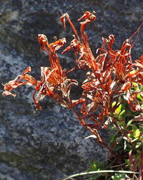 Image of Crassula obtusa Haw.