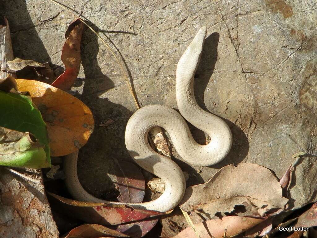 Image of Burton's Legless Lizard