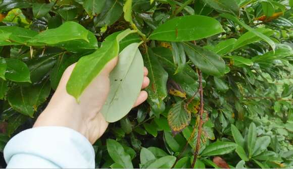 Image of Rhododendron ungernii Trautv.