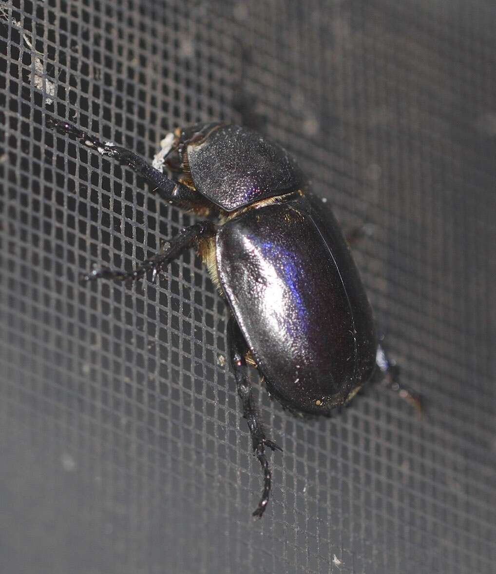 Слика од <i>Xylotrupes <i>australicus</i></i> australicus