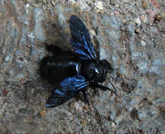 Xylocopa fimbriata Fabricius 1804 resmi