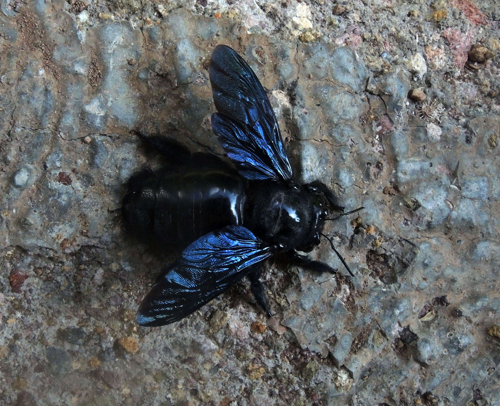 Plancia ëd Xylocopa fimbriata Fabricius 1804