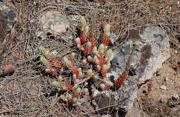 Слика од Petrosedum ochroleucum (Chaix) Niederle