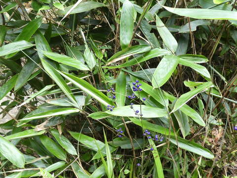 Image of Harebell