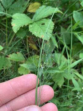 Image of bog muhly