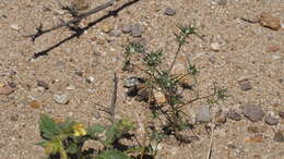 Image of desert woollystar