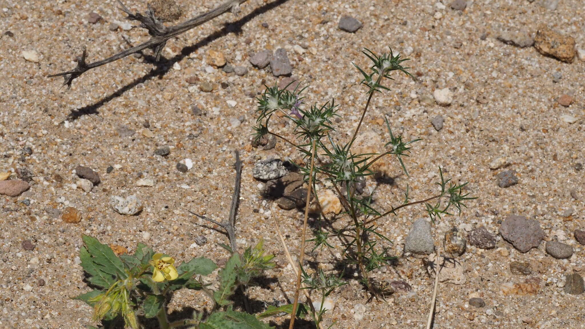 Image of desert woollystar