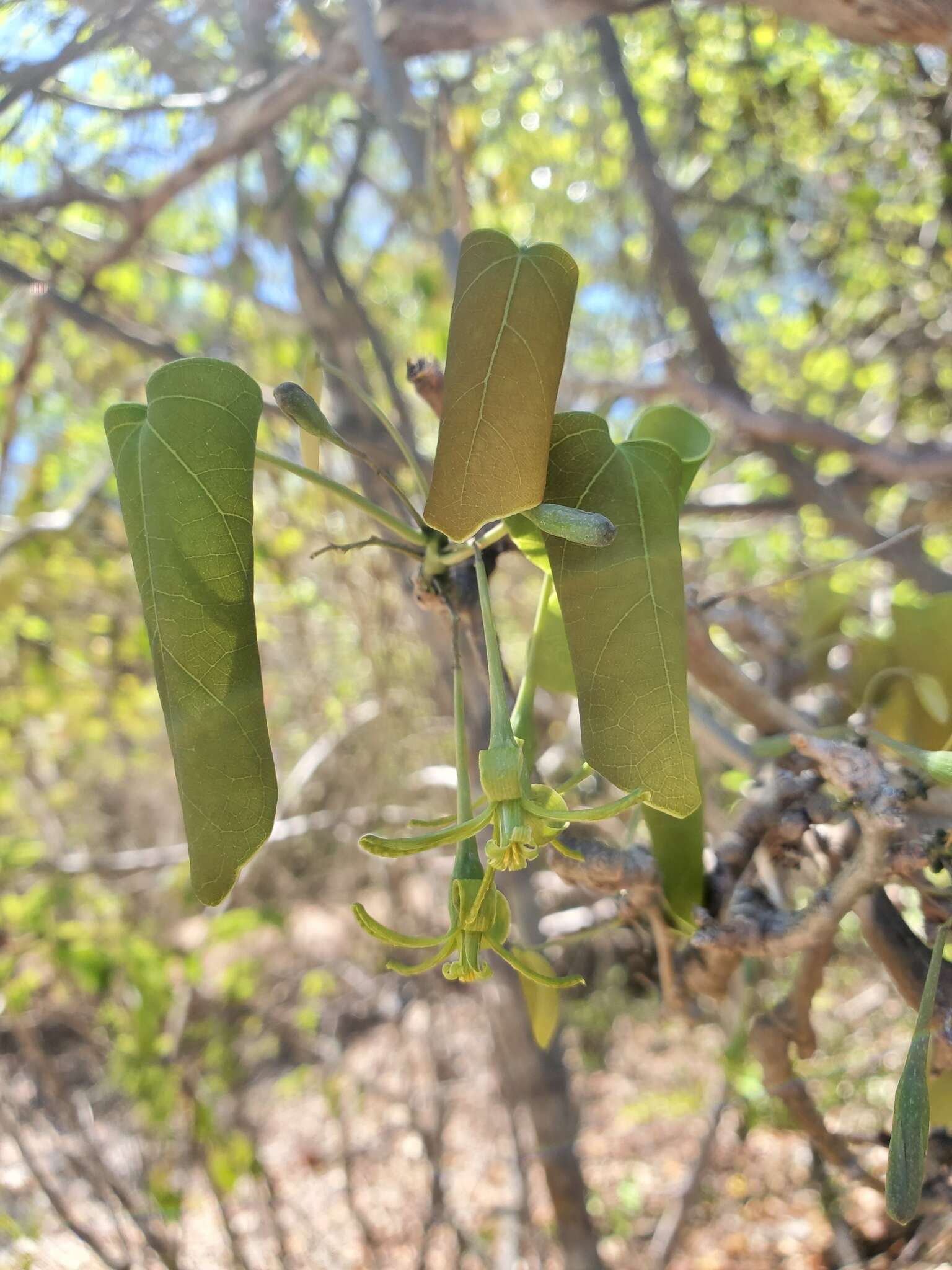 Image of Adenia olaboensis Clav.