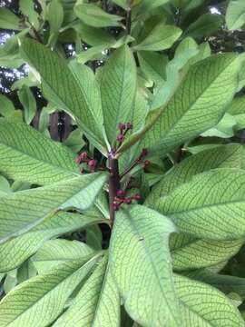 Image of Euphorbia umbellata (Pax) Bruyns