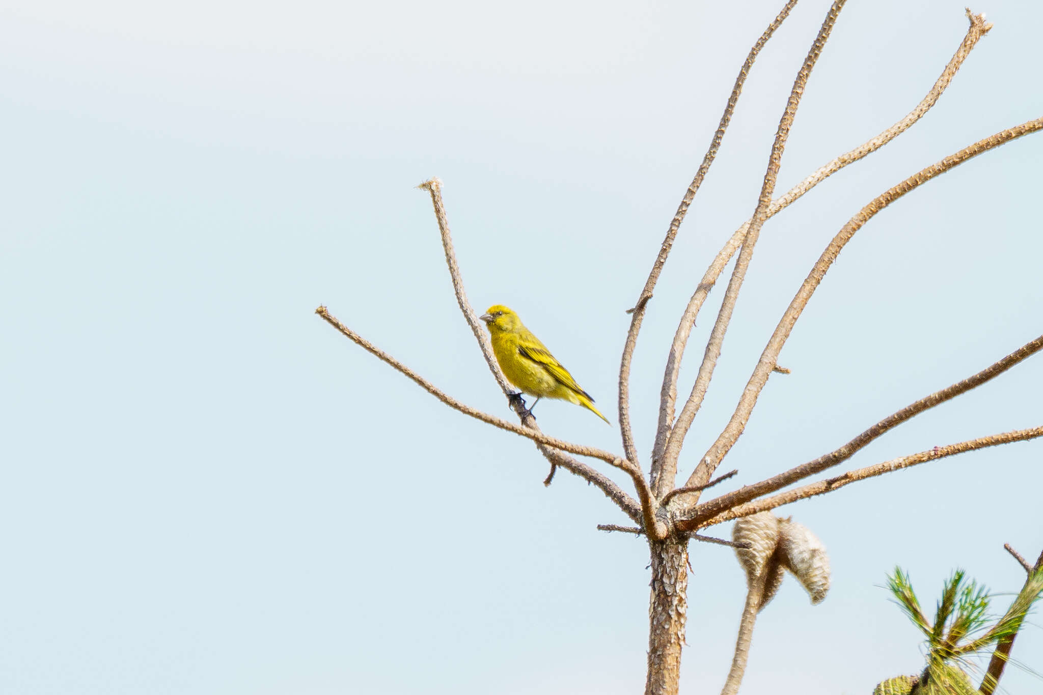 Image of Yellow-crowned Canary