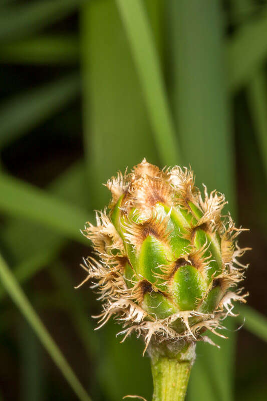 Image of Centaurea dichroantha A. Kerner