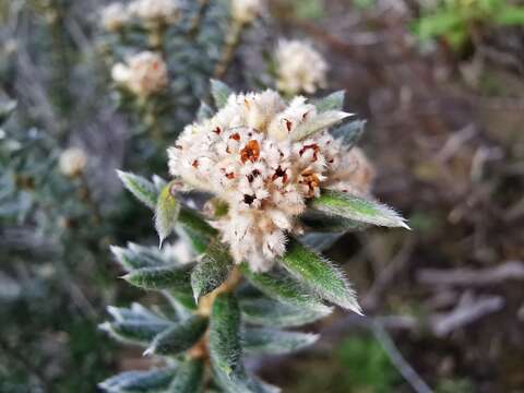 Image of Phylica nitida Lam.