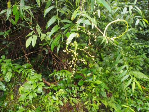 Image of Lepidaploa arborescens (L.) H. Rob.