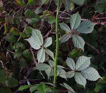 Rubus rubritinctus W. C. R. Watson resmi