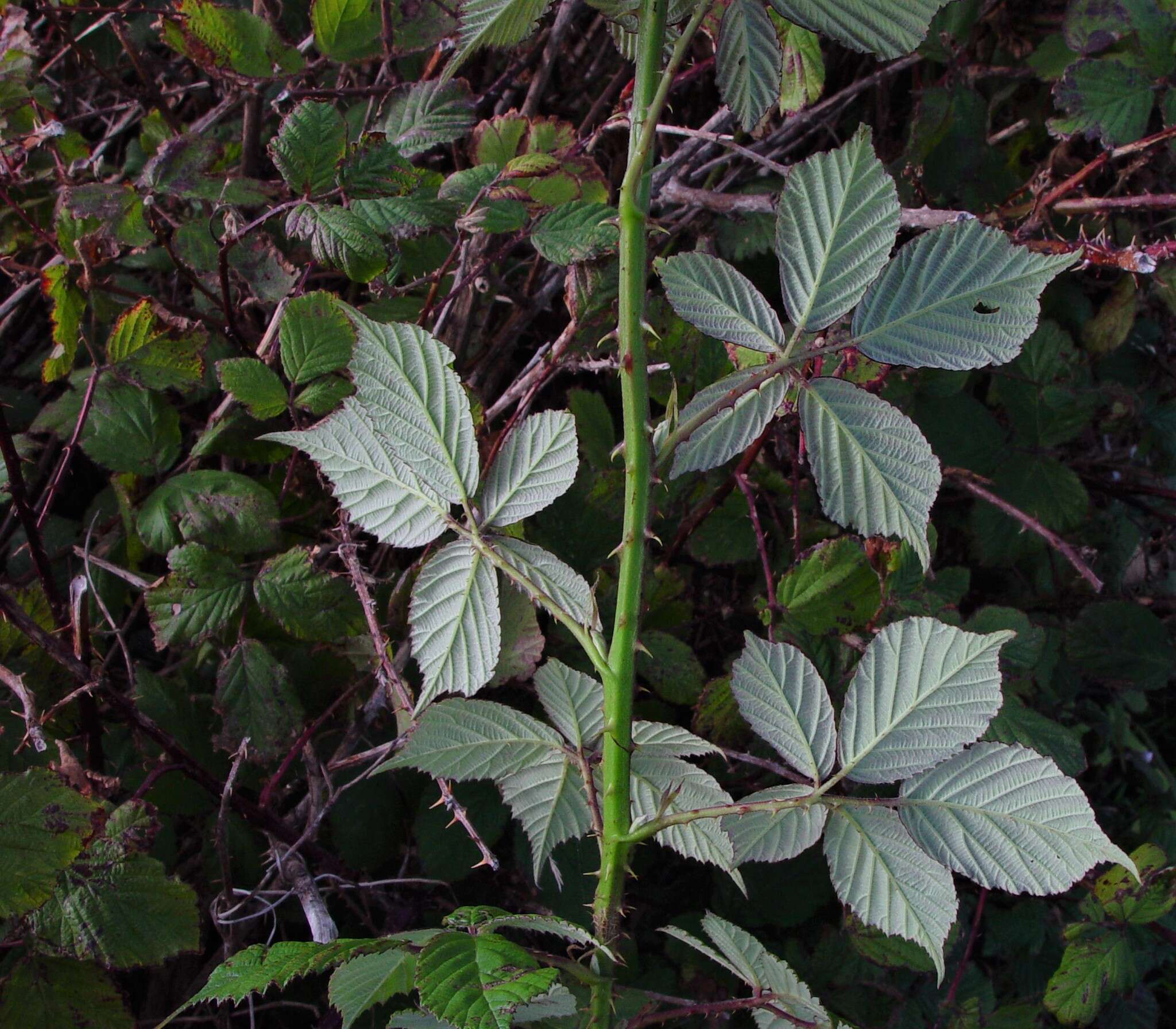 Image of Rubus rubritinctus W. C. R. Watson