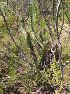 Image de Cereus aethiops Haw.