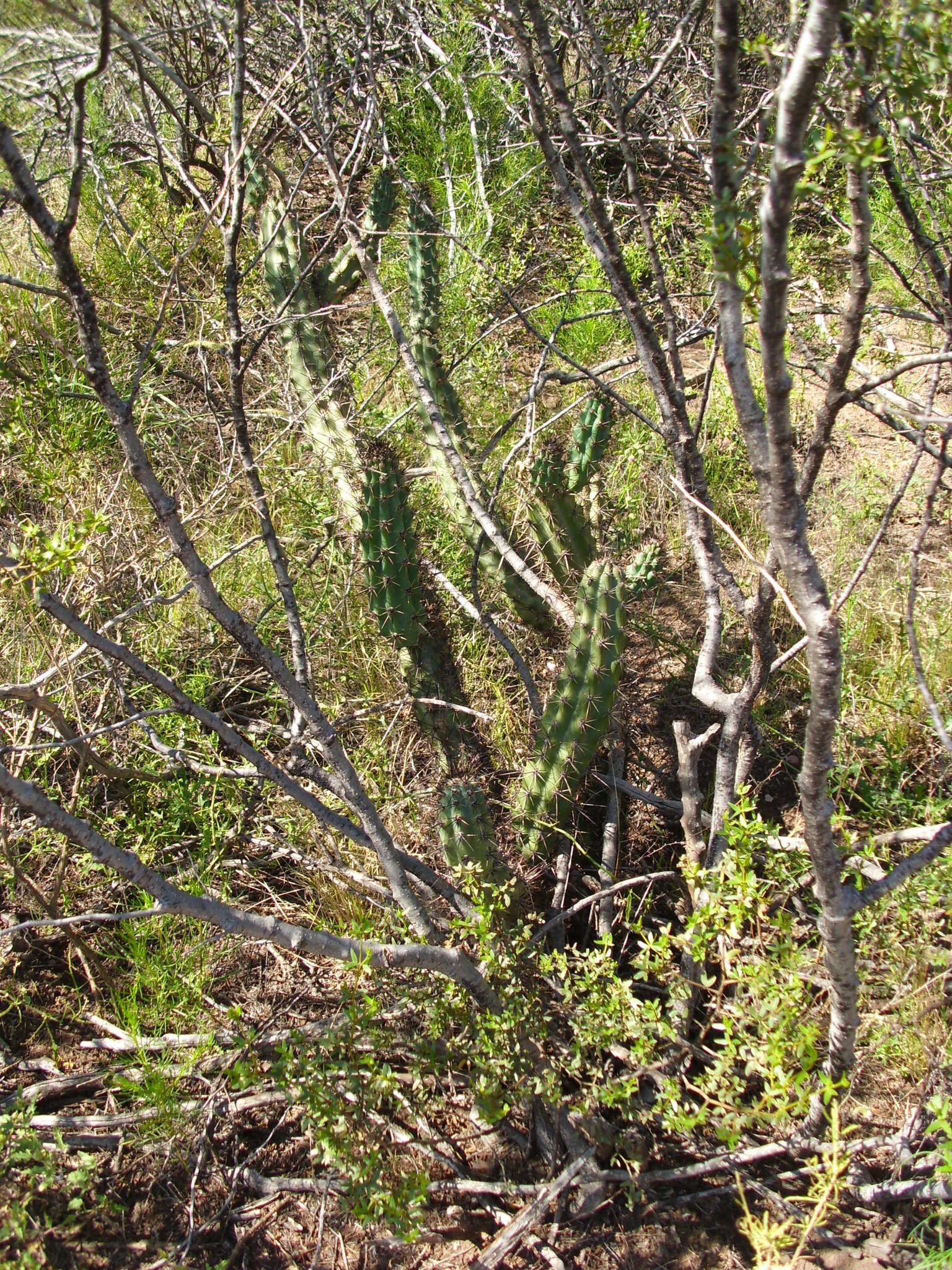 Image of Cereus aethiops Haw.