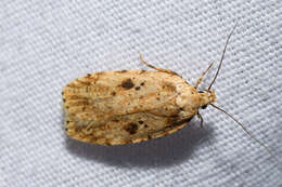 Image of Agonopterix canadensis Busck 1902