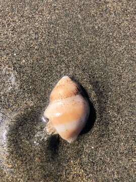 Image of moon snail hermit