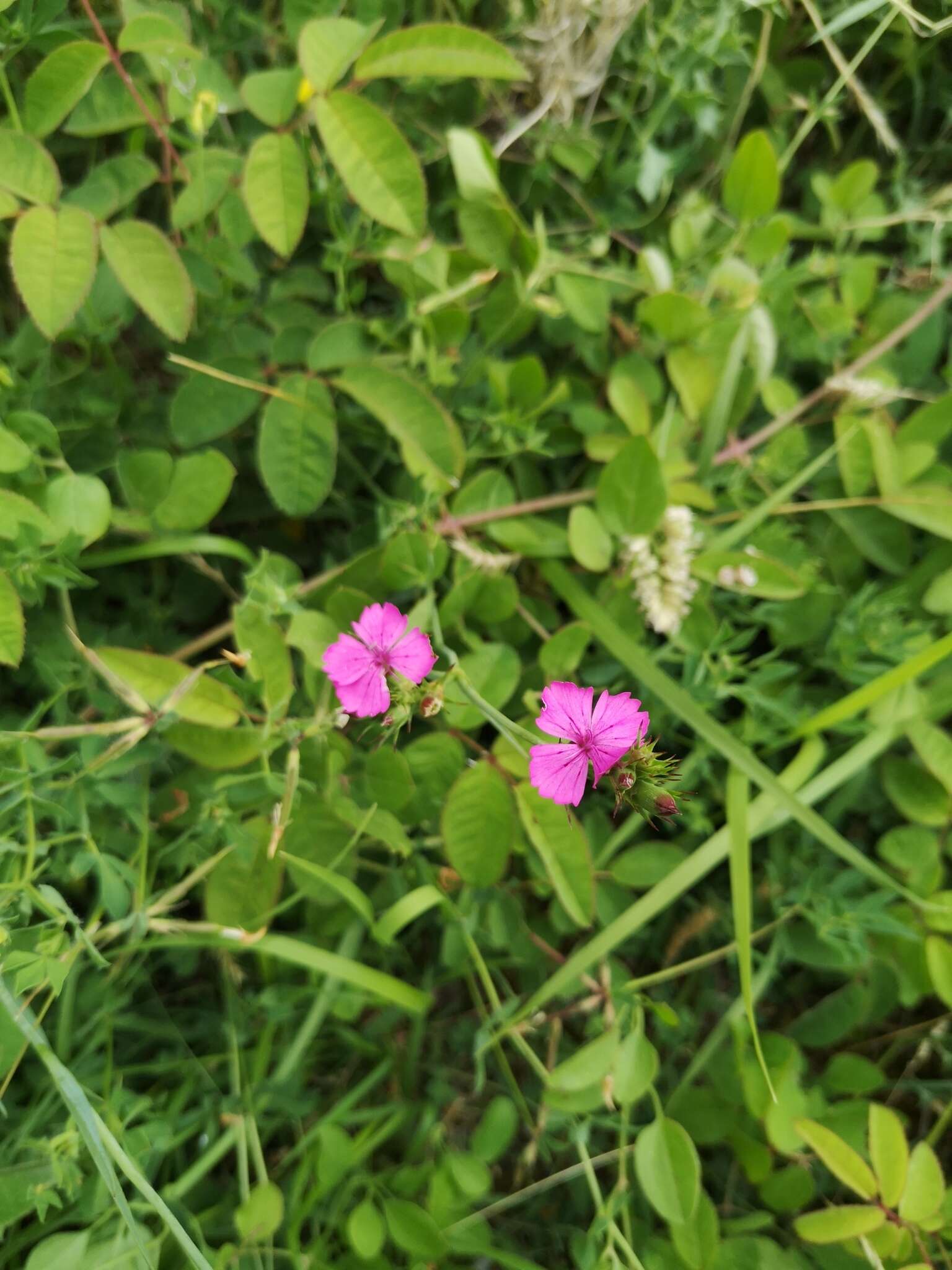 Image de Dianthus balbisii Ser.