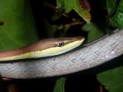 Image of Brown vinesnake