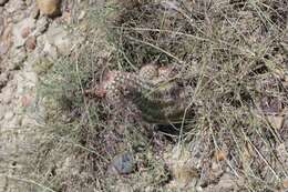 Image of Echinocereus reichenbachii var. perbellus (Britton & Rose) L. D. Benson