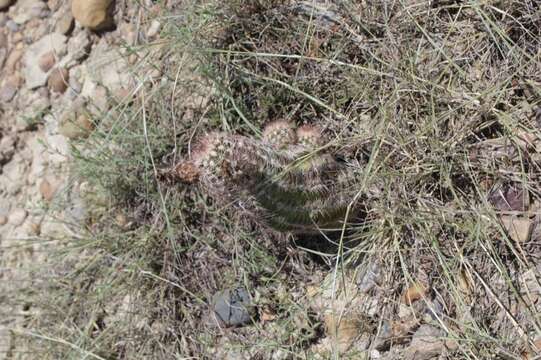 Image of Echinocereus reichenbachii var. perbellus (Britton & Rose) L. D. Benson