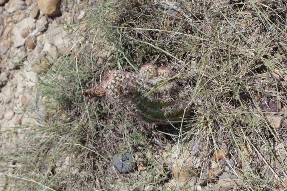 Image of Echinocereus reichenbachii var. perbellus (Britton & Rose) L. D. Benson