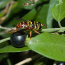 Meromacrus ruficrus (Wiedemann 1830) resmi