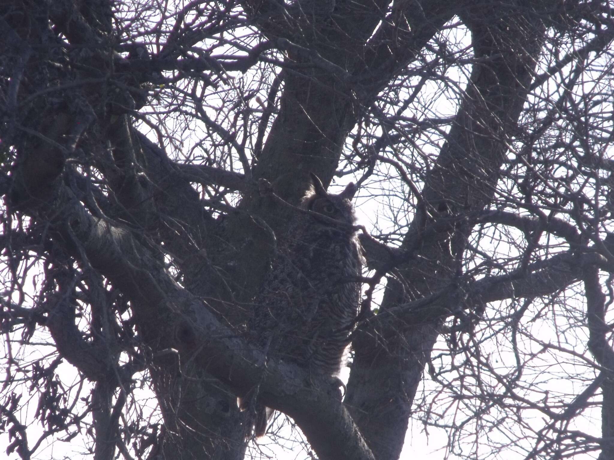 Image of Eagle-owls