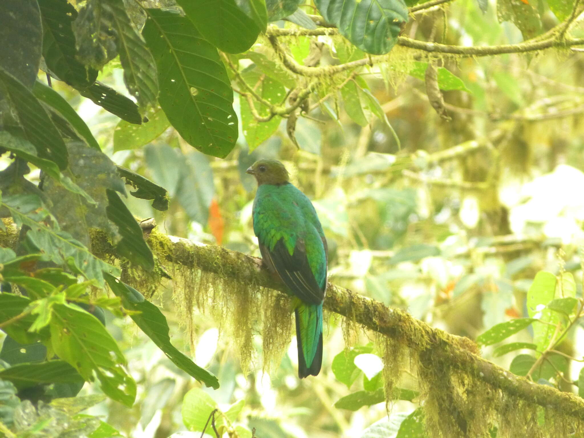 Image of Golden-headed Quetzal