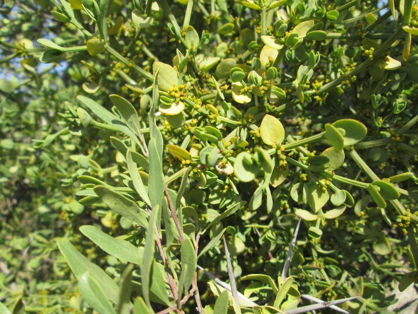 Image de Viscum rotundifolium L. fil.