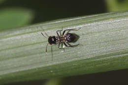 Image of Pilophorus typicus (Distant 1909)