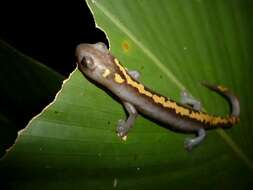 Image of Müller's Mushroomtongue Salamander