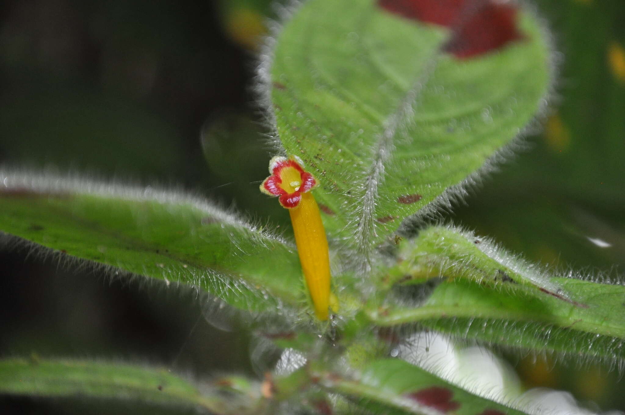 Imagem de Columnea perpulchra C. V. Morton