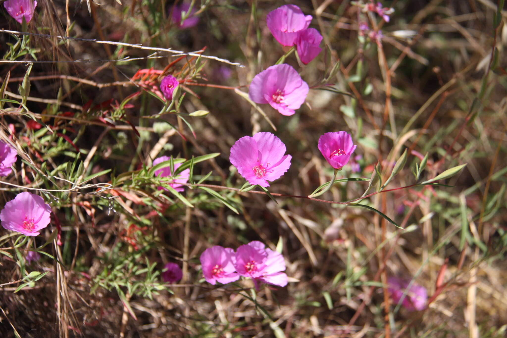 Image of ruby chalice clarkia