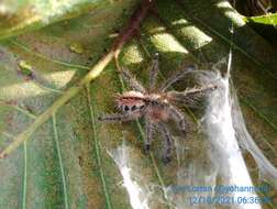 Image of Bahia Purple Red Tarantula