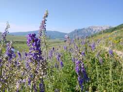 Imagem de Delphinium occidentale S. Wats. ex Coult.