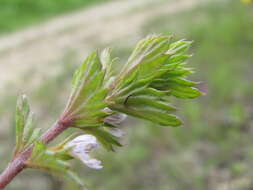 Image of Euphrasia pectinata subsp. pectinata