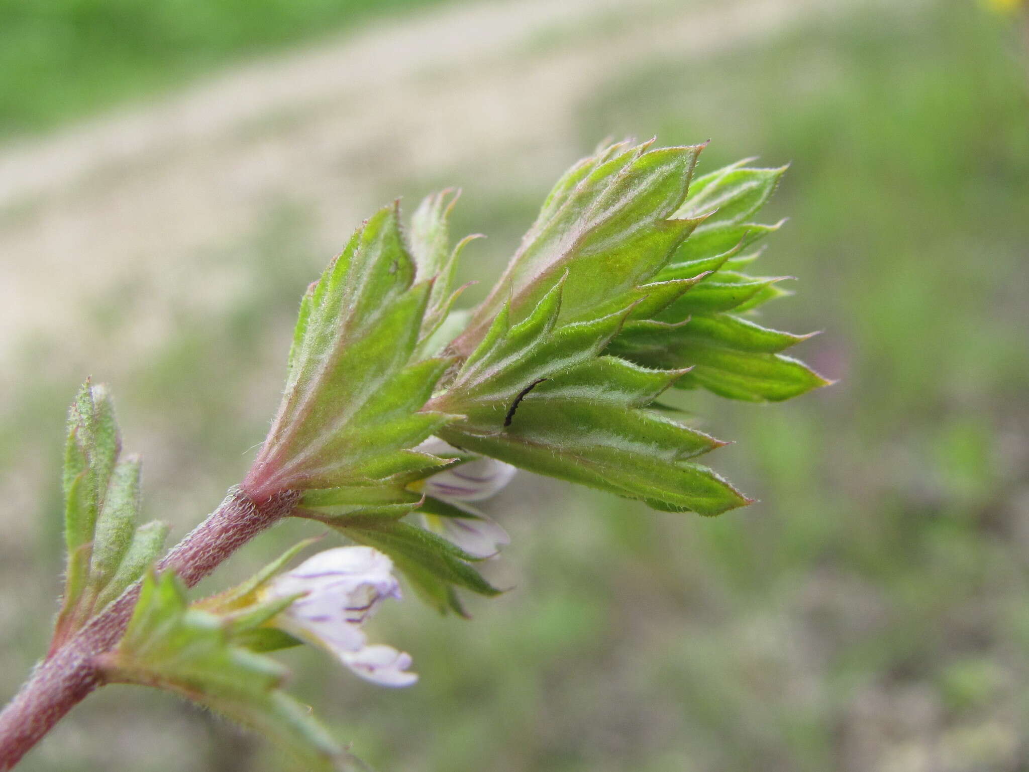 Sivun Euphrasia pectinata subsp. pectinata kuva