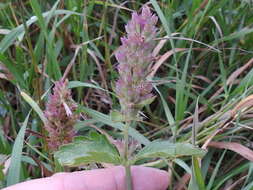 Image of Agastache pallidiflora var. greenei (Briq.) R. W. Sanders