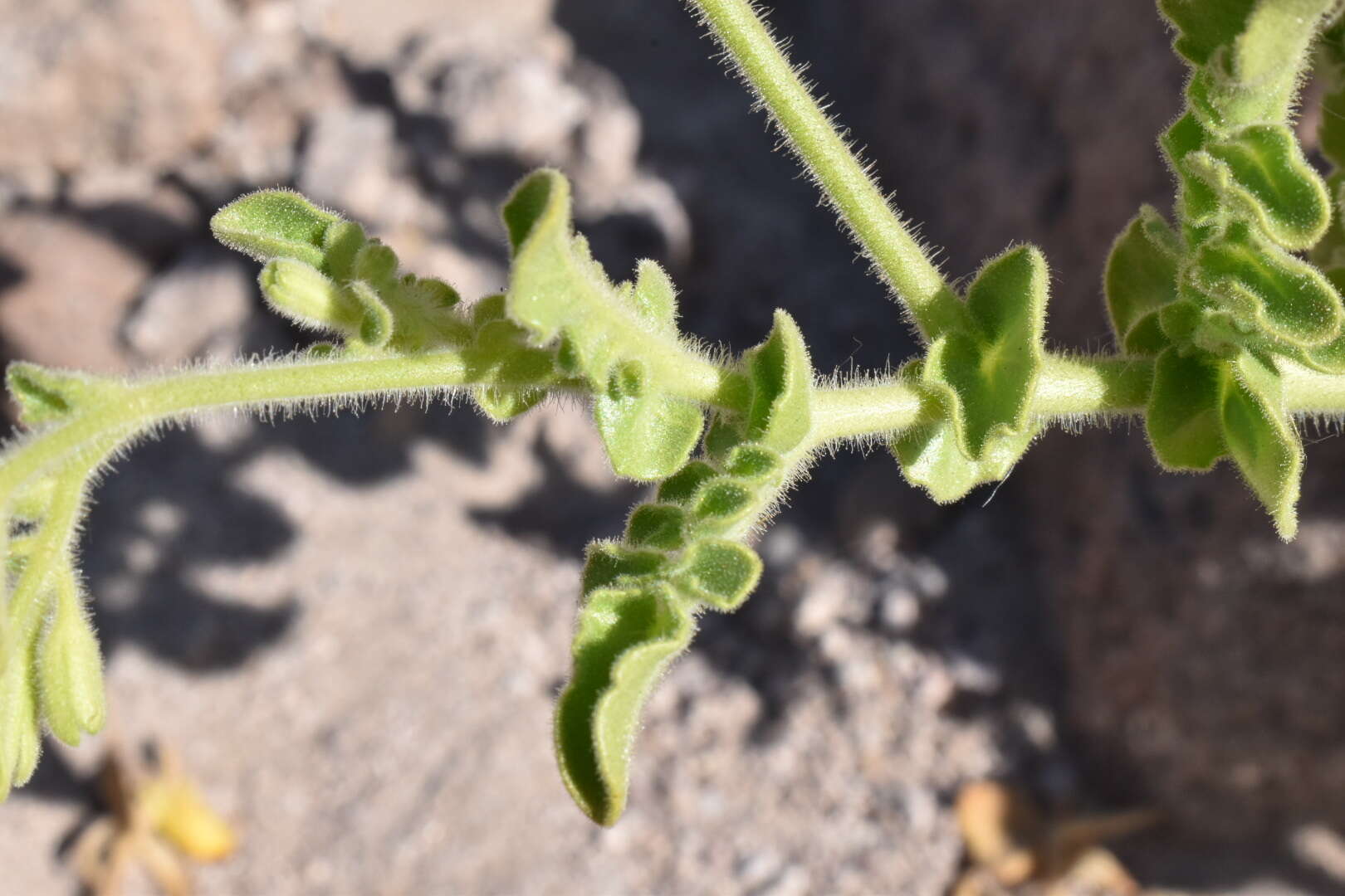 Imagem de Solanum pennellii Correll