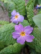 Image of Primula acaulis subsp. rubra (Sm.) Greuter & Burdet