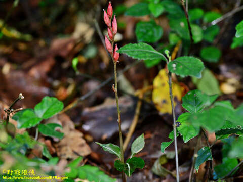 Imagem de Rhomboda yakusimensis (Masam.) Ormerod