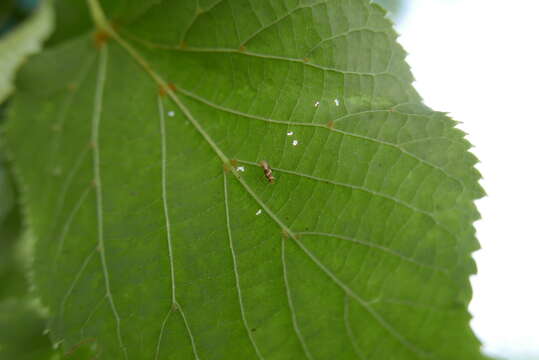 Image of Bucculatrix thoracella Thunberg 1794