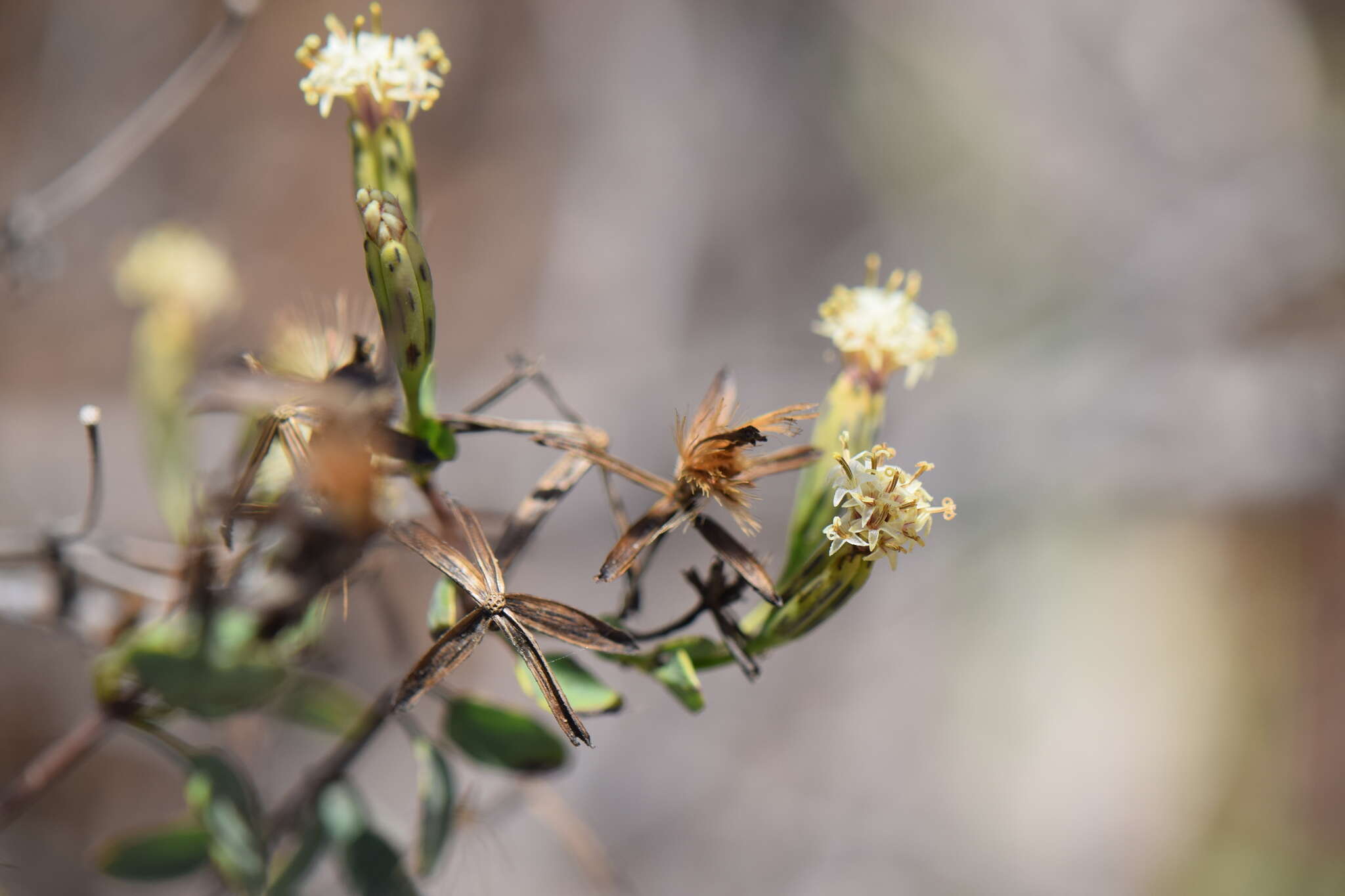 Image of Porophyllum punctatum (Mill.) Blake