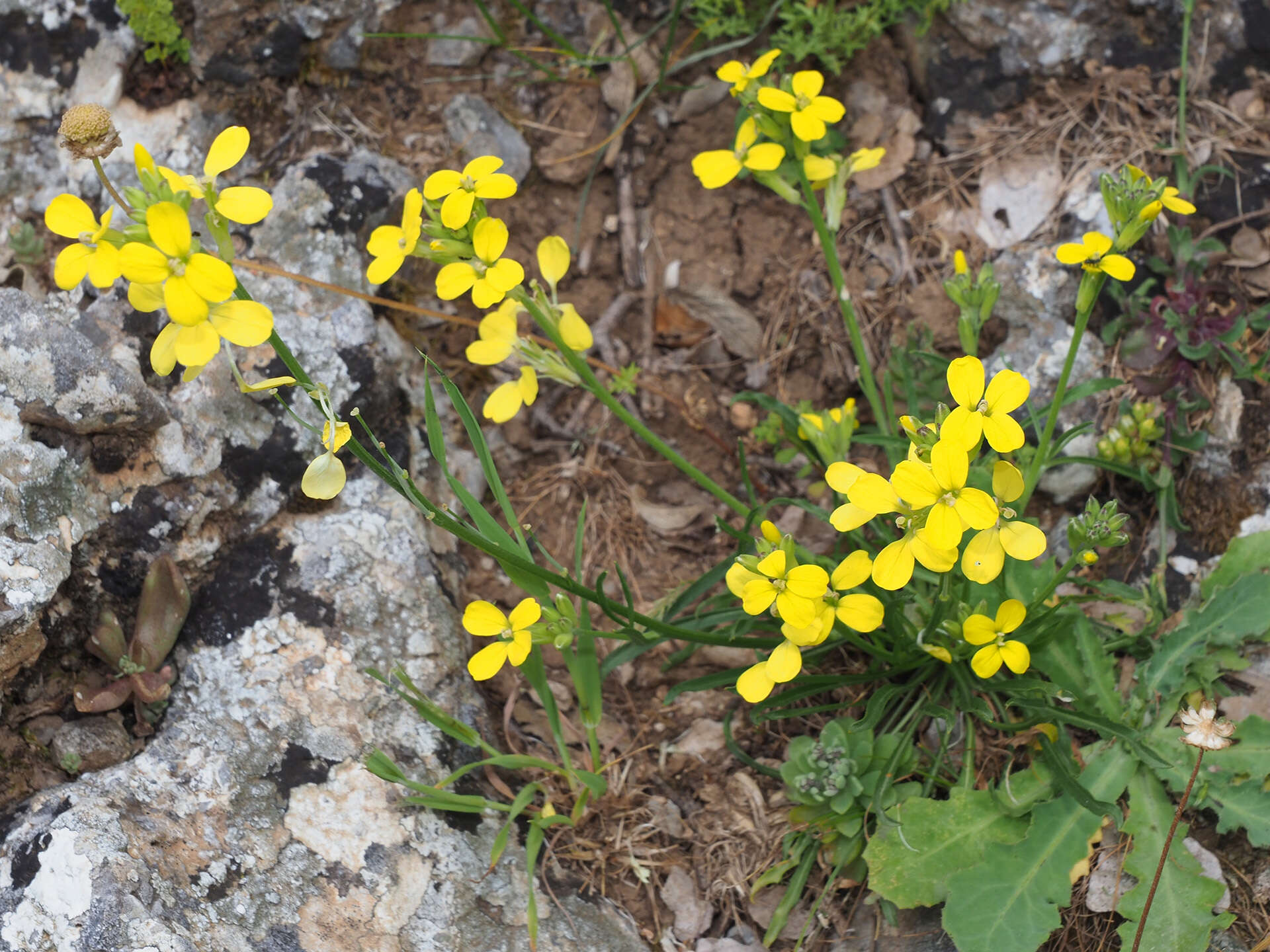 Image of Erysimum raulinii Boiss.