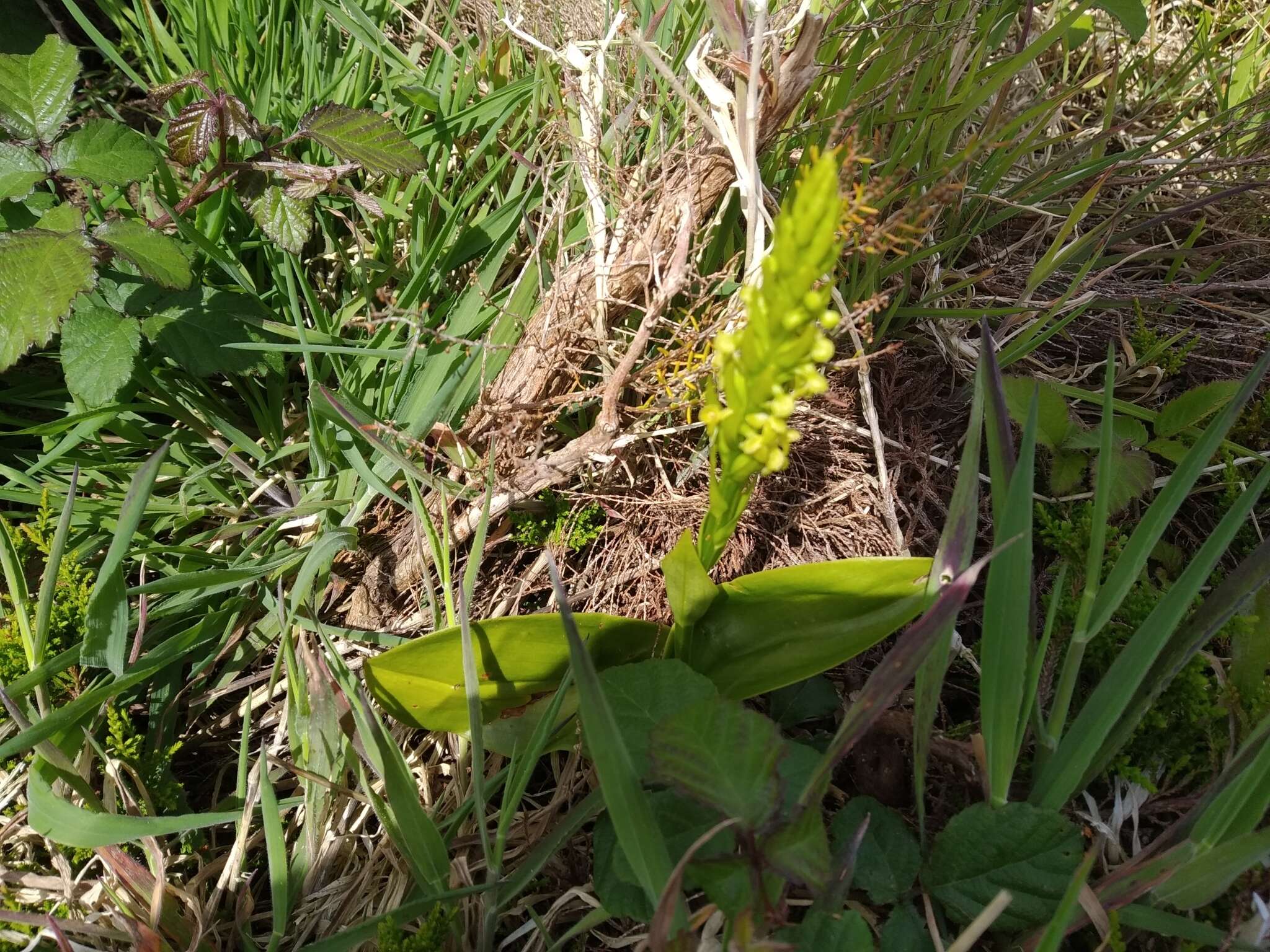 Imagem de Platanthera pollostantha R. M. Bateman & M. Moura