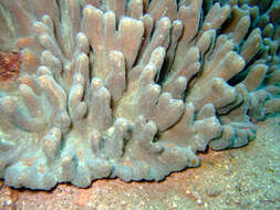 Image of Palm Lettuce Coral