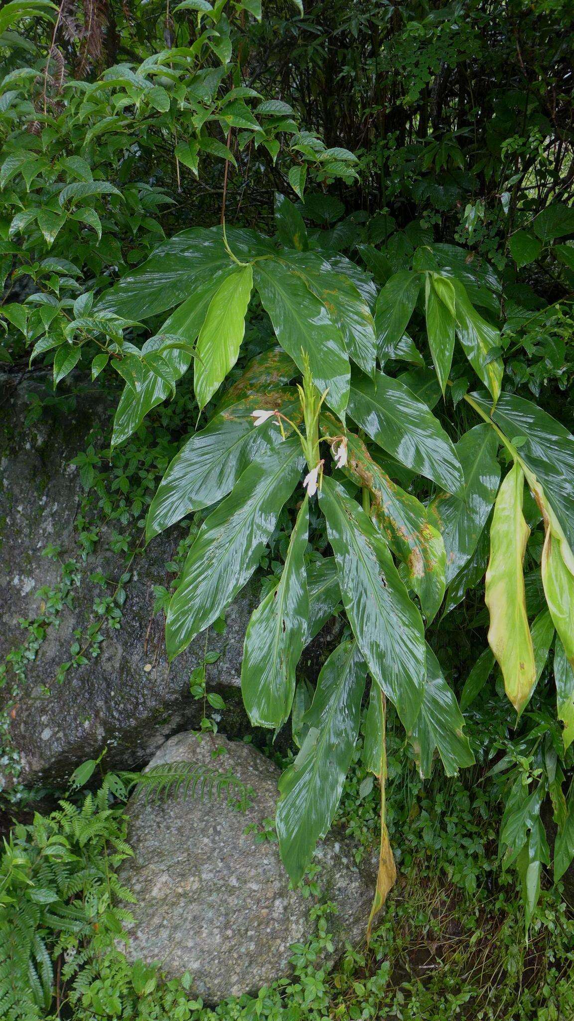 Image of Hedychium spicatum Sm.